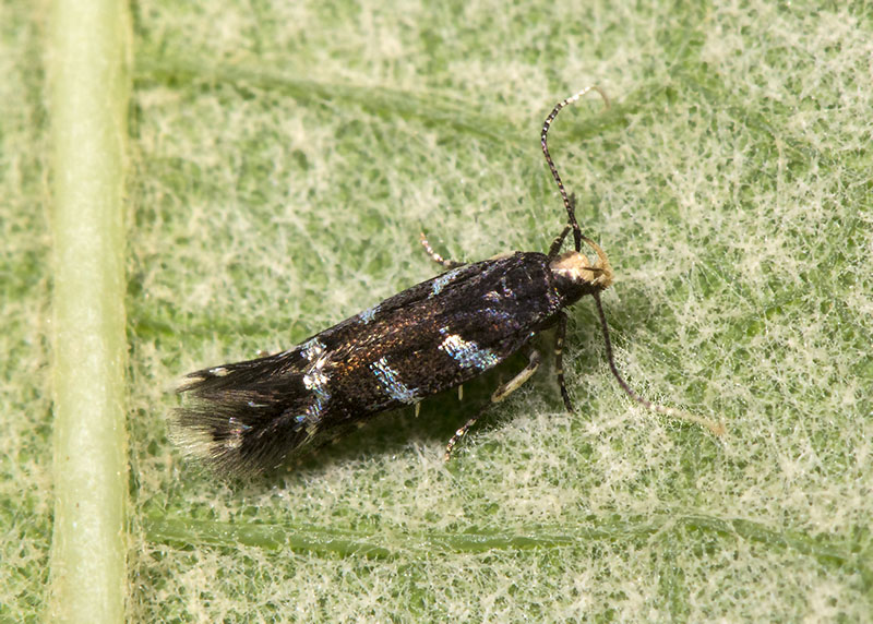 Gelechiidae 1. Eulamprotes wilkella